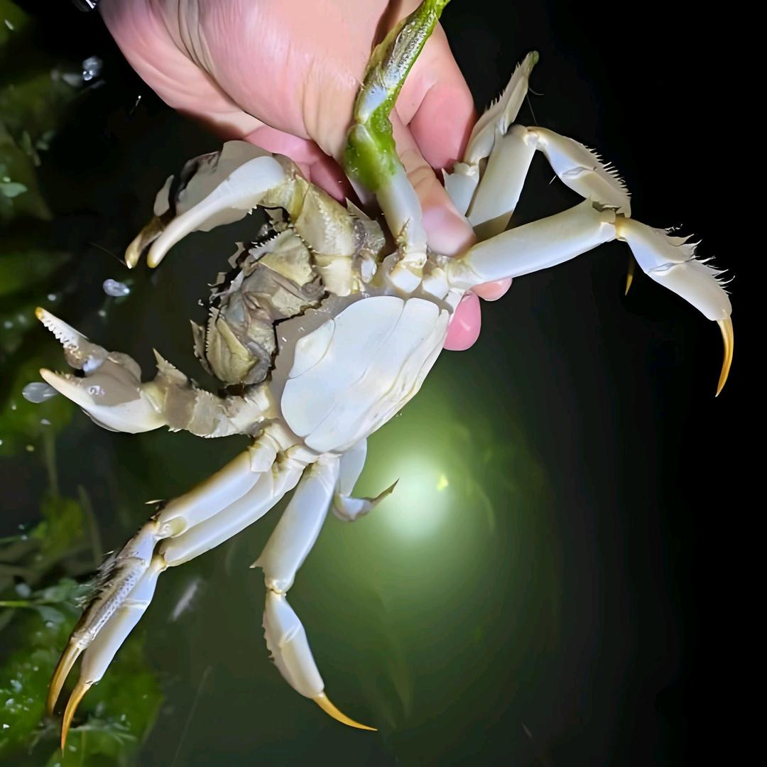 江苏科盛水产精选