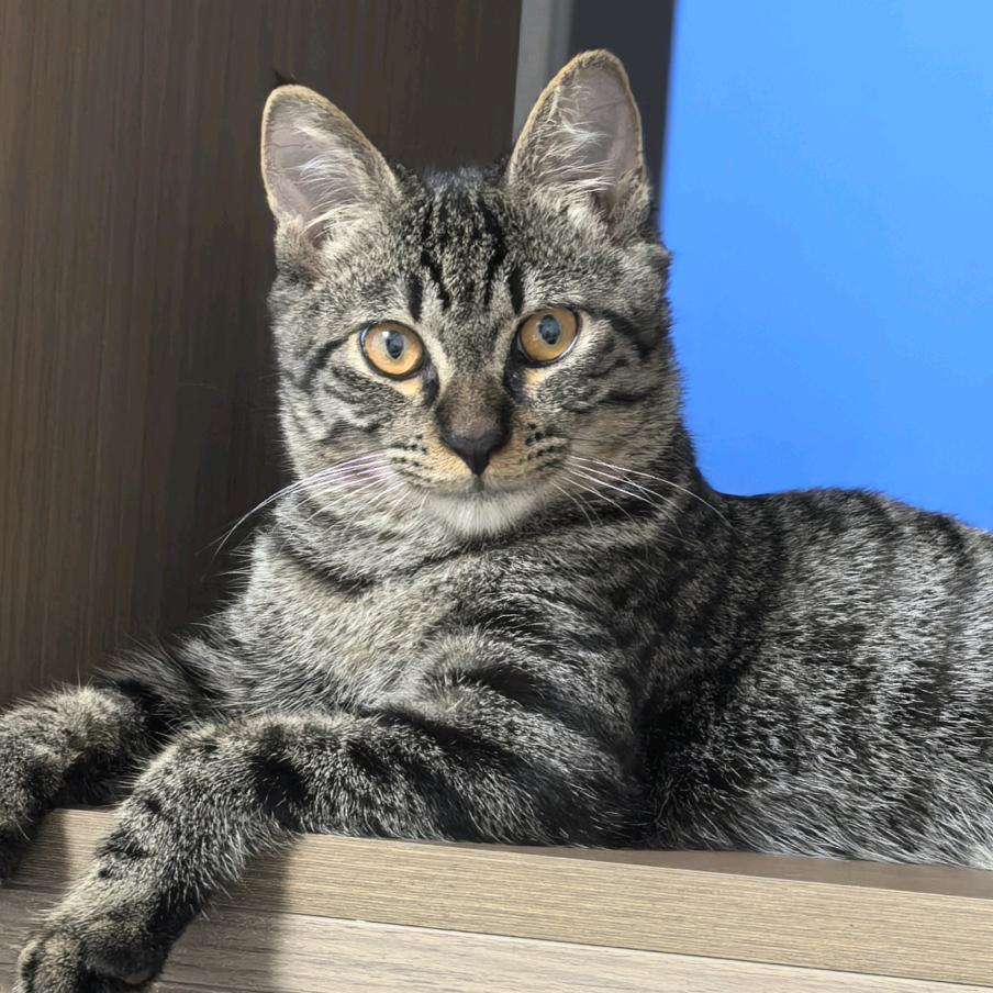 星夜集选百货铺