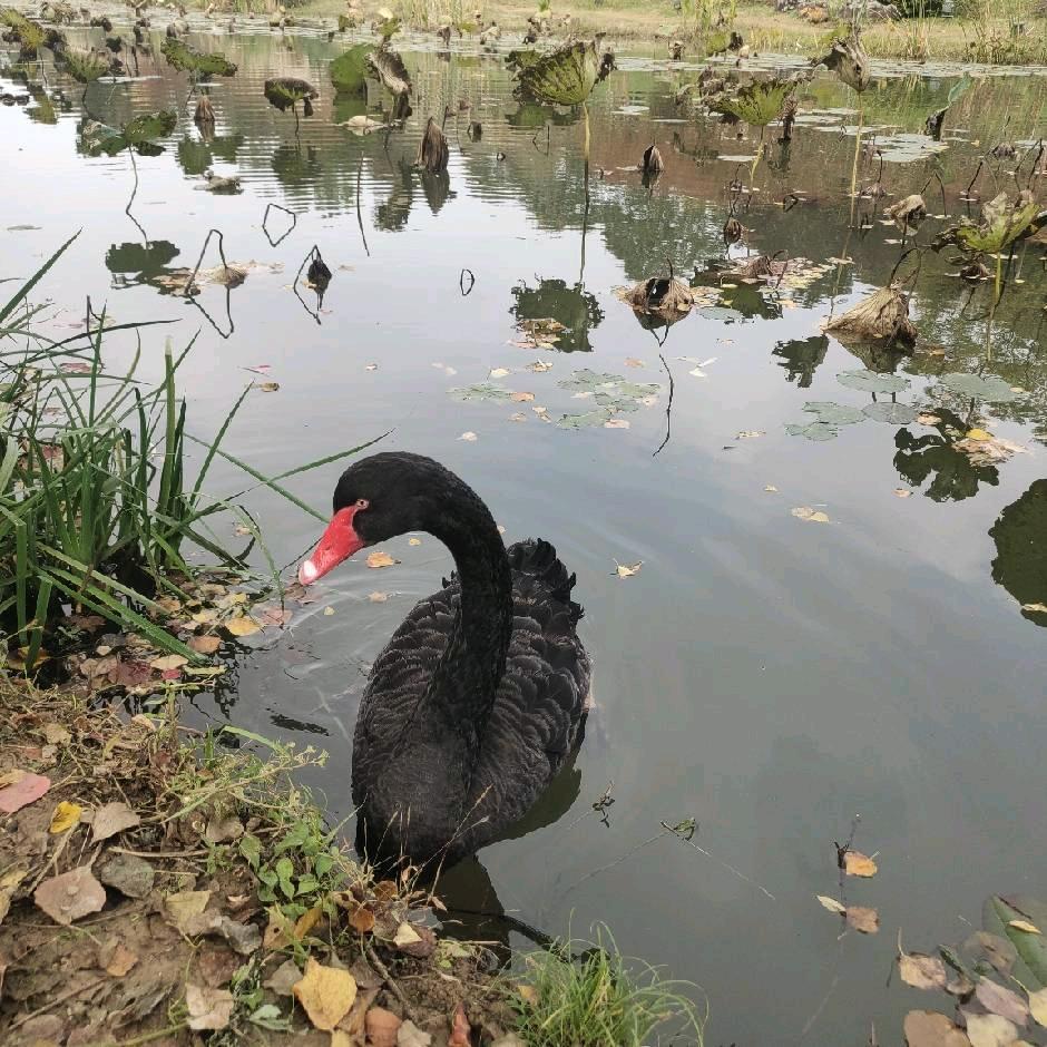 ﹍﹊俺村我最雦，﹊﹍