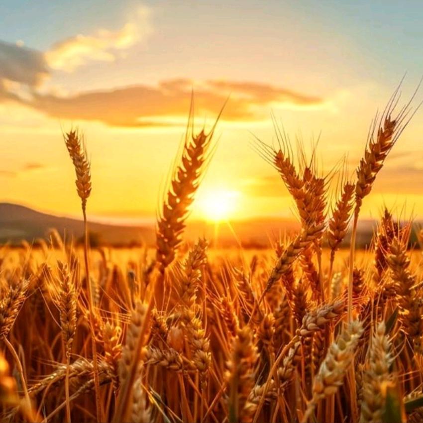 用户9245162485336醉挽清风