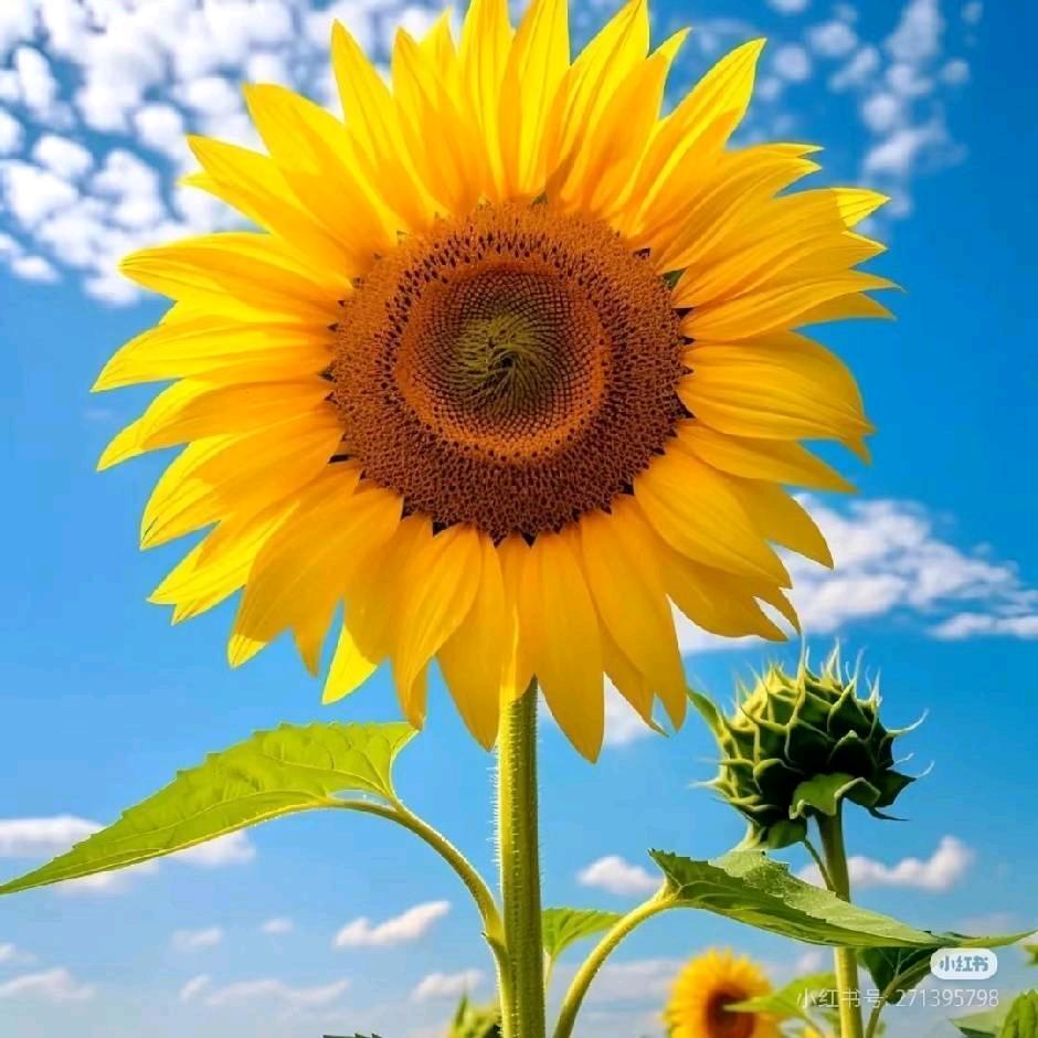 大鱼小鱼（我是倾听者也是挨骂师）