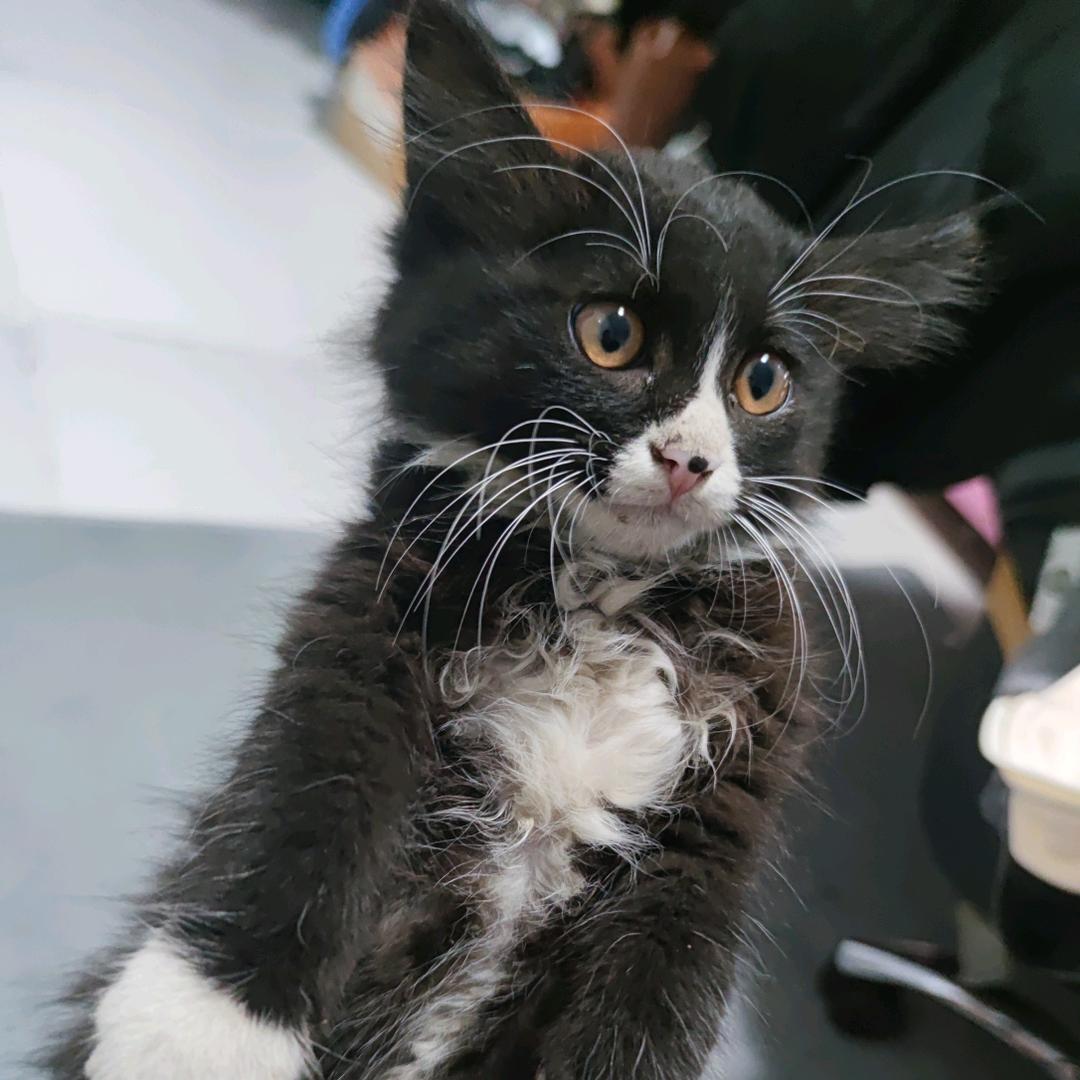 李小子