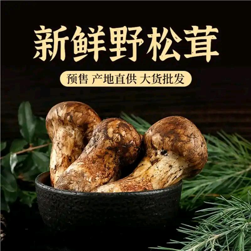 金家松茸
