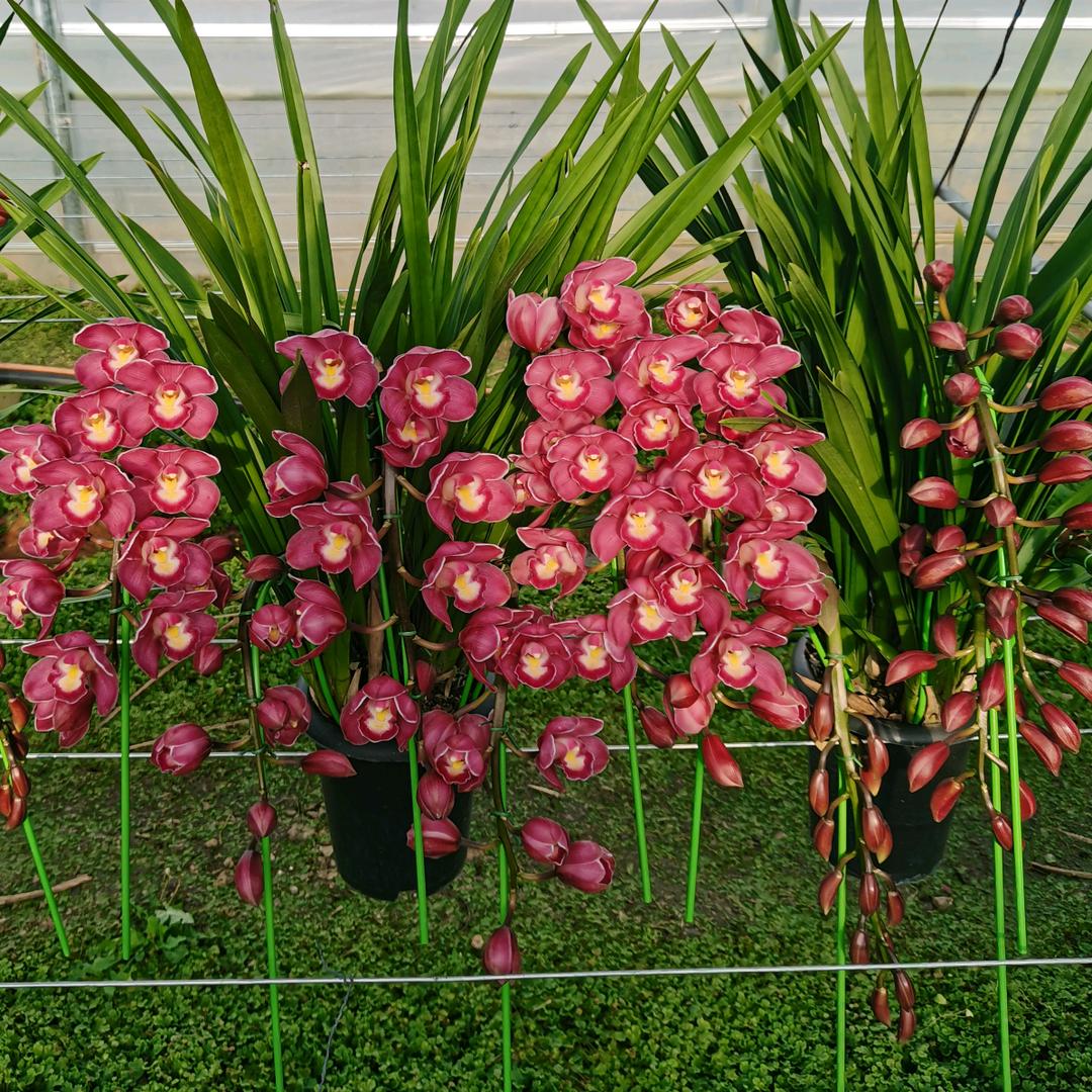 云南基地大花蕙兰