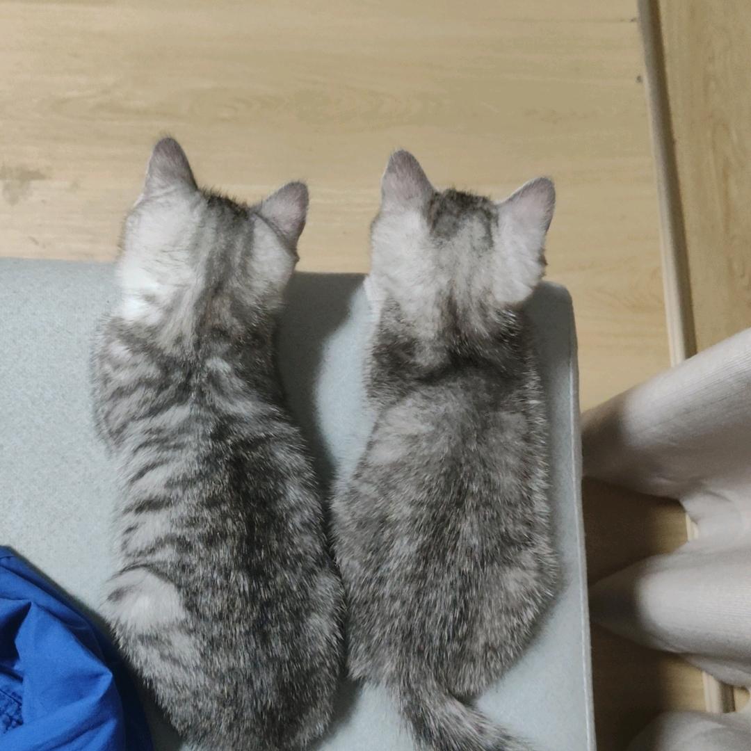 🍊放了我的橙子