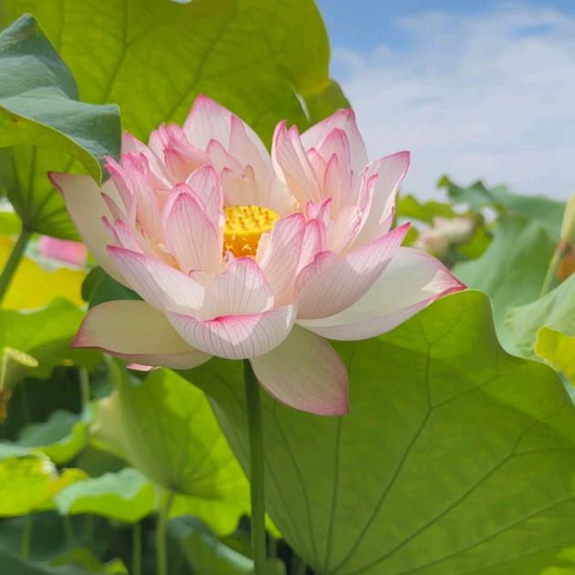 大漂亮是凡婷