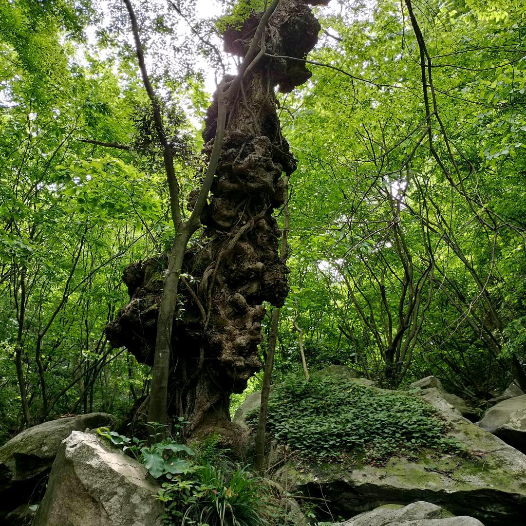 踏遍千山