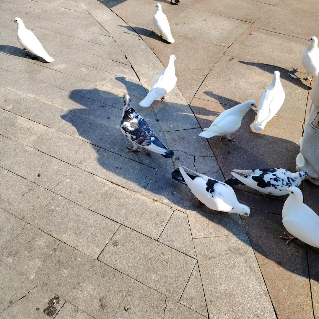 理想不显梦想实现