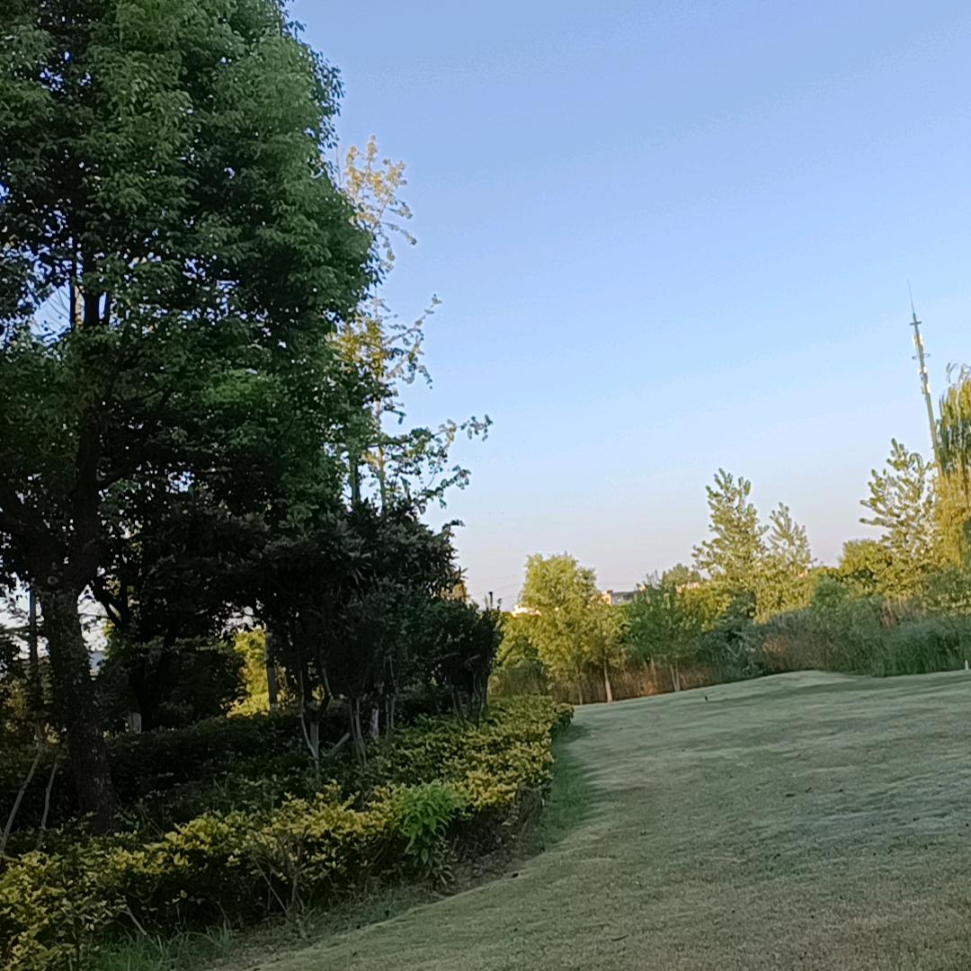 杨妹