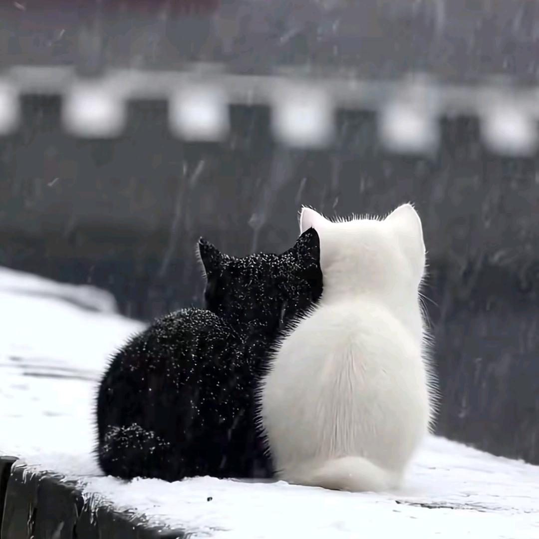 Ꭽℯ⃝囍ঞᩚ财꧔ꦿ᭄