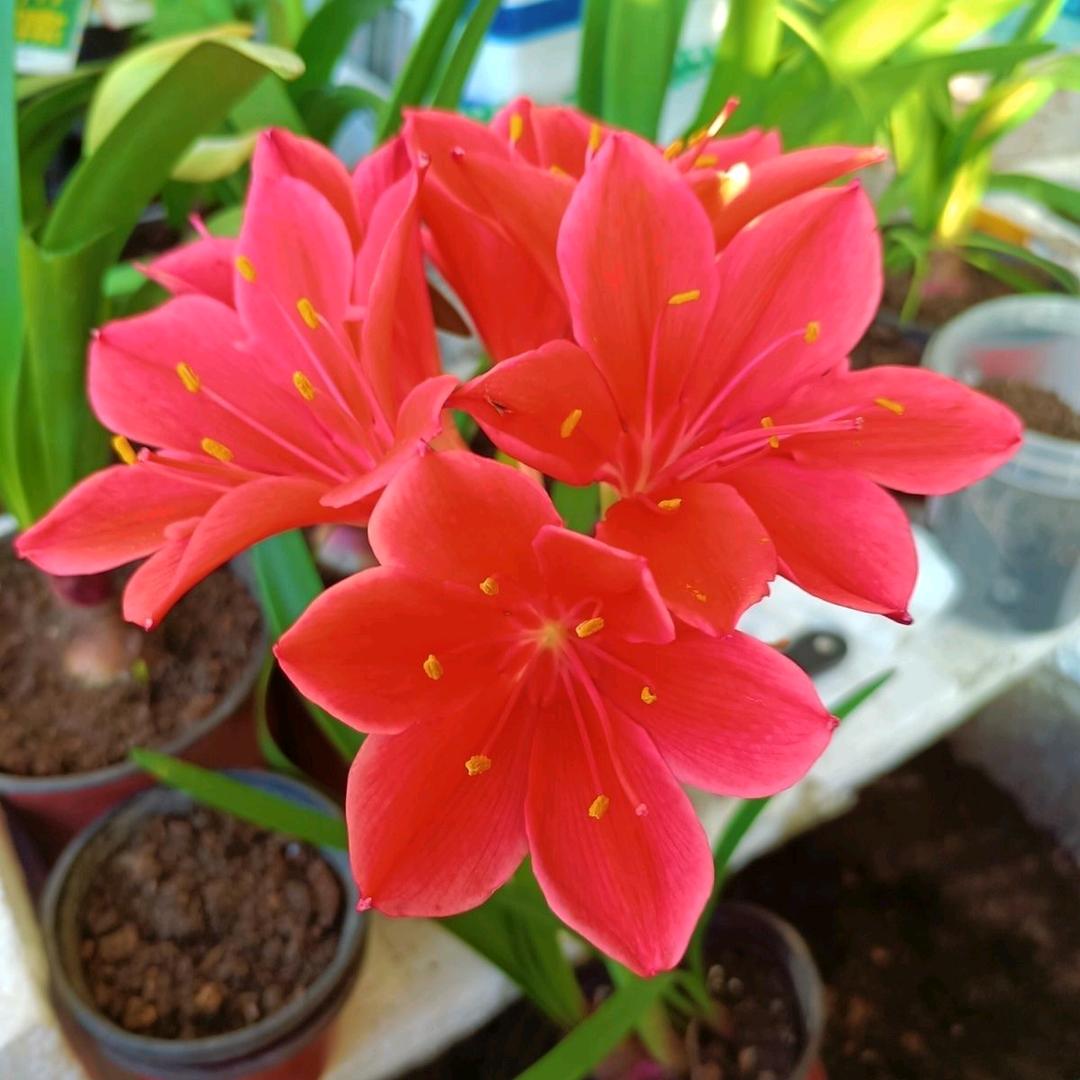 河北基地绿植甄选