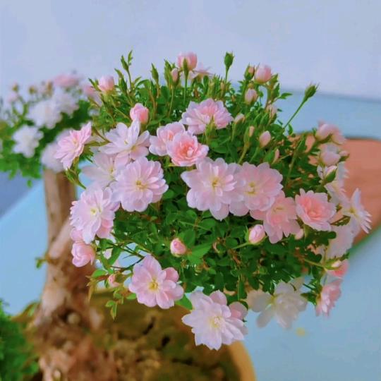 海的小花园