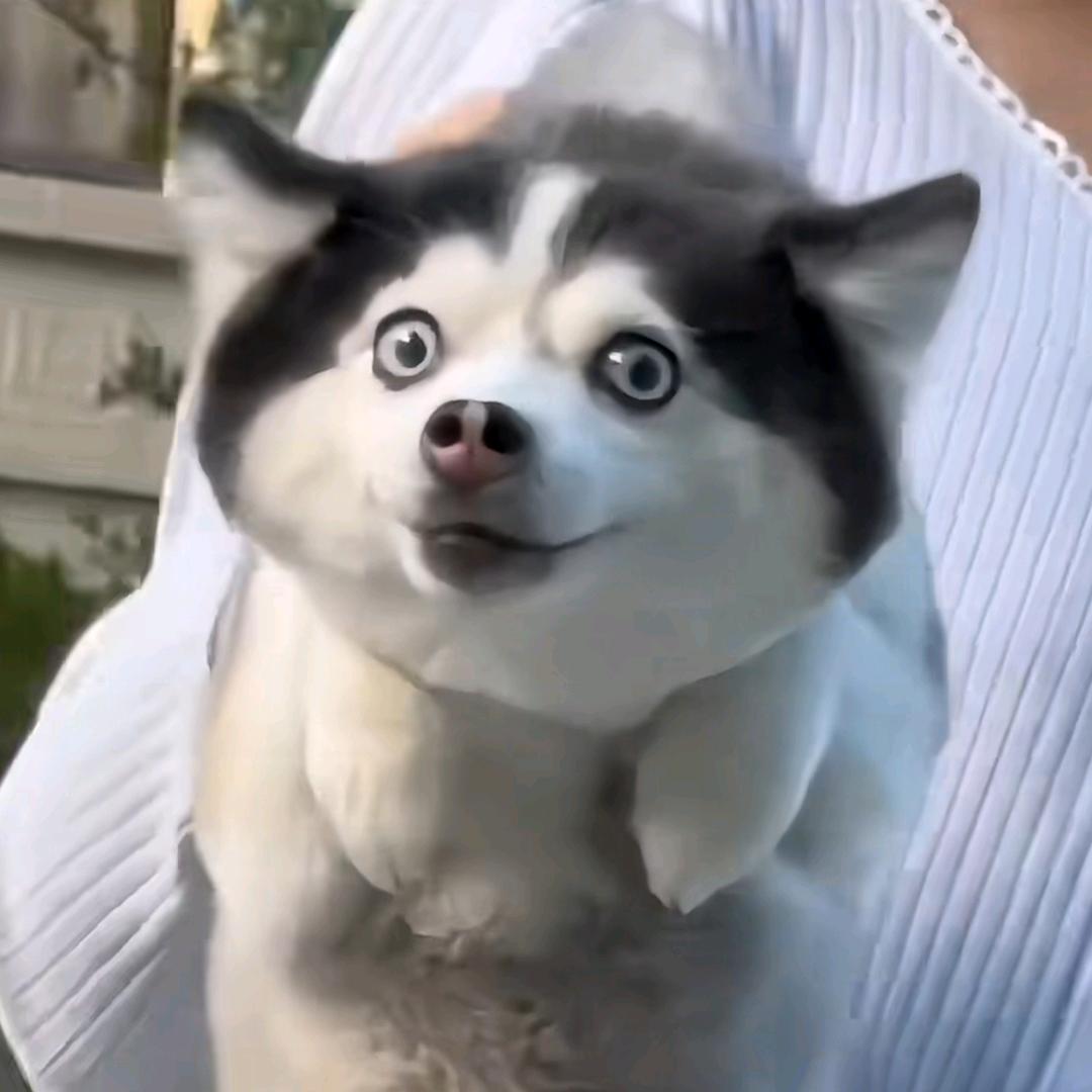 北乄鸾