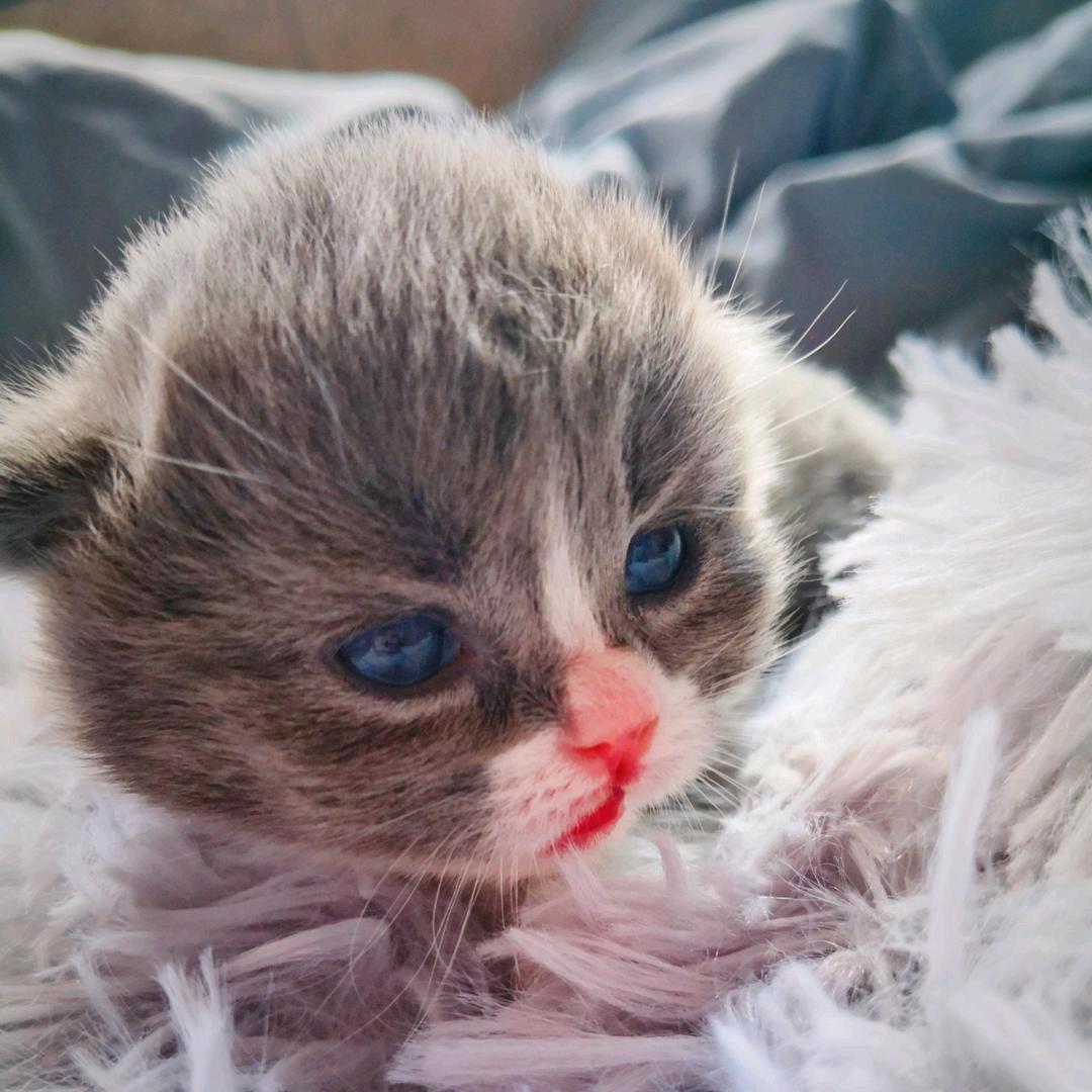 🌈憨憨是只猫☀