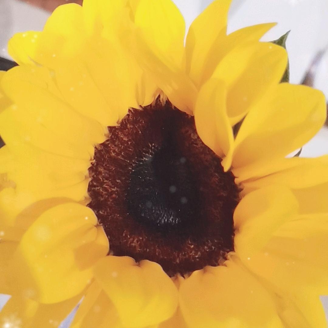 墨魈鲤