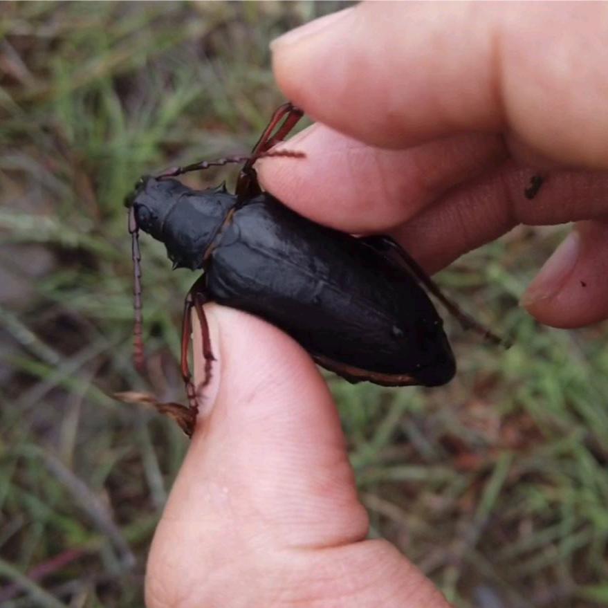 北方山水牛繁育基地（@壮岗山水牛养殖）