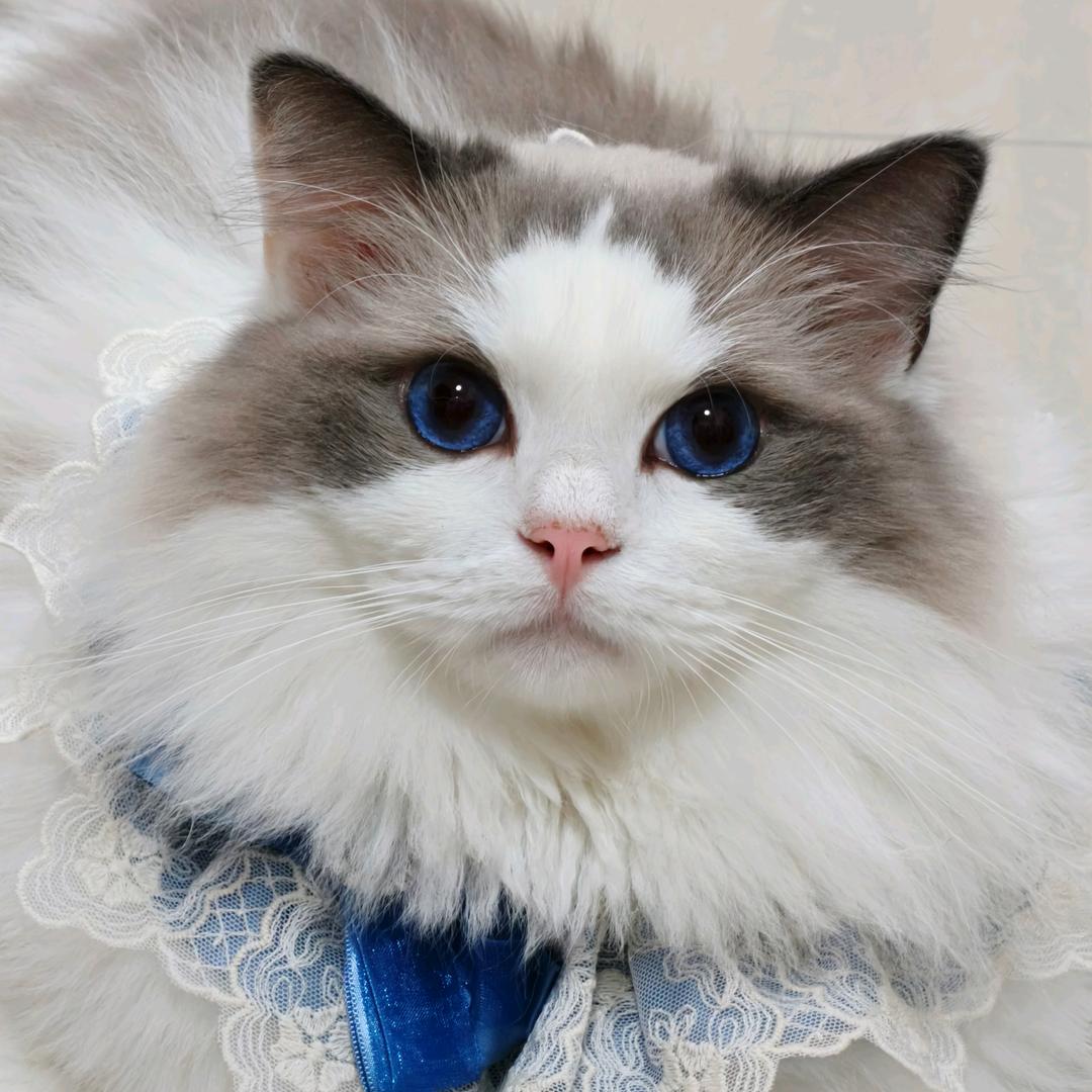 小爪博士萌宠用品店