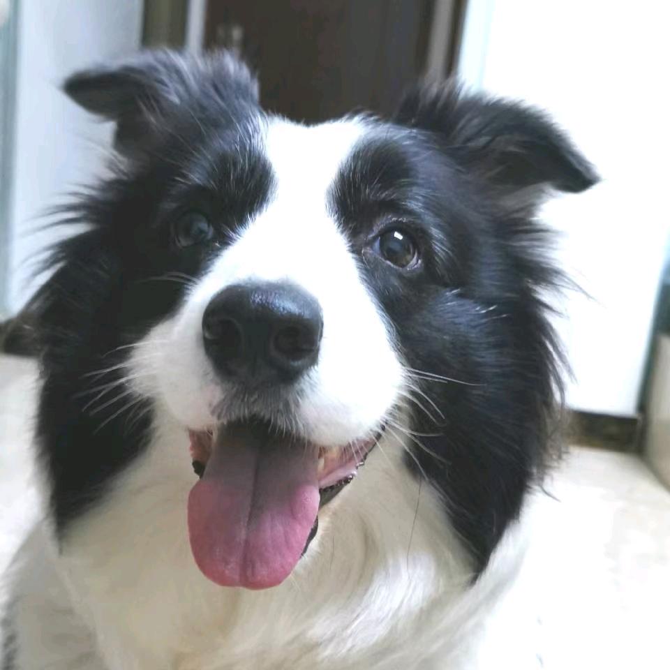 馒头是只边牧汪