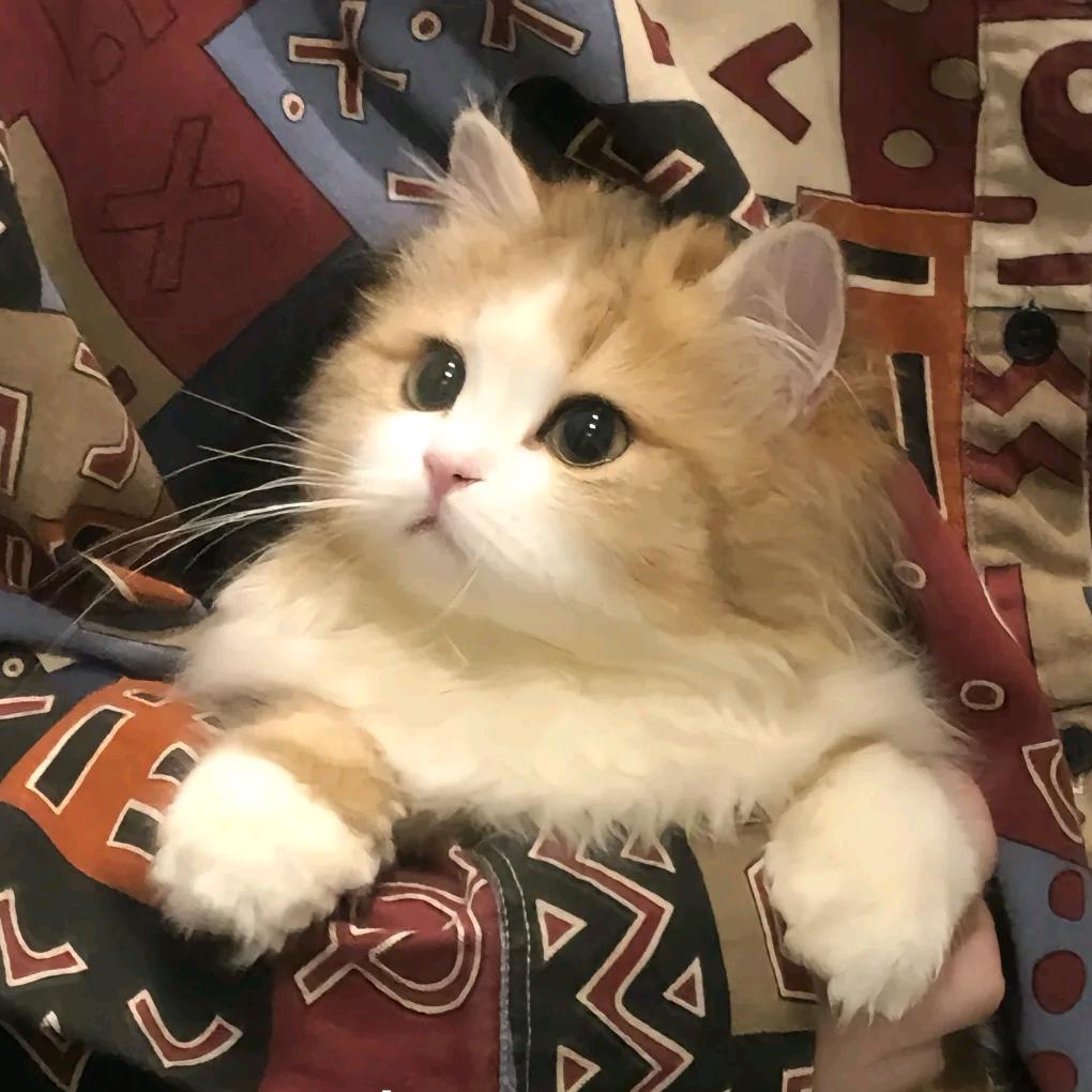 孟嘻嘻