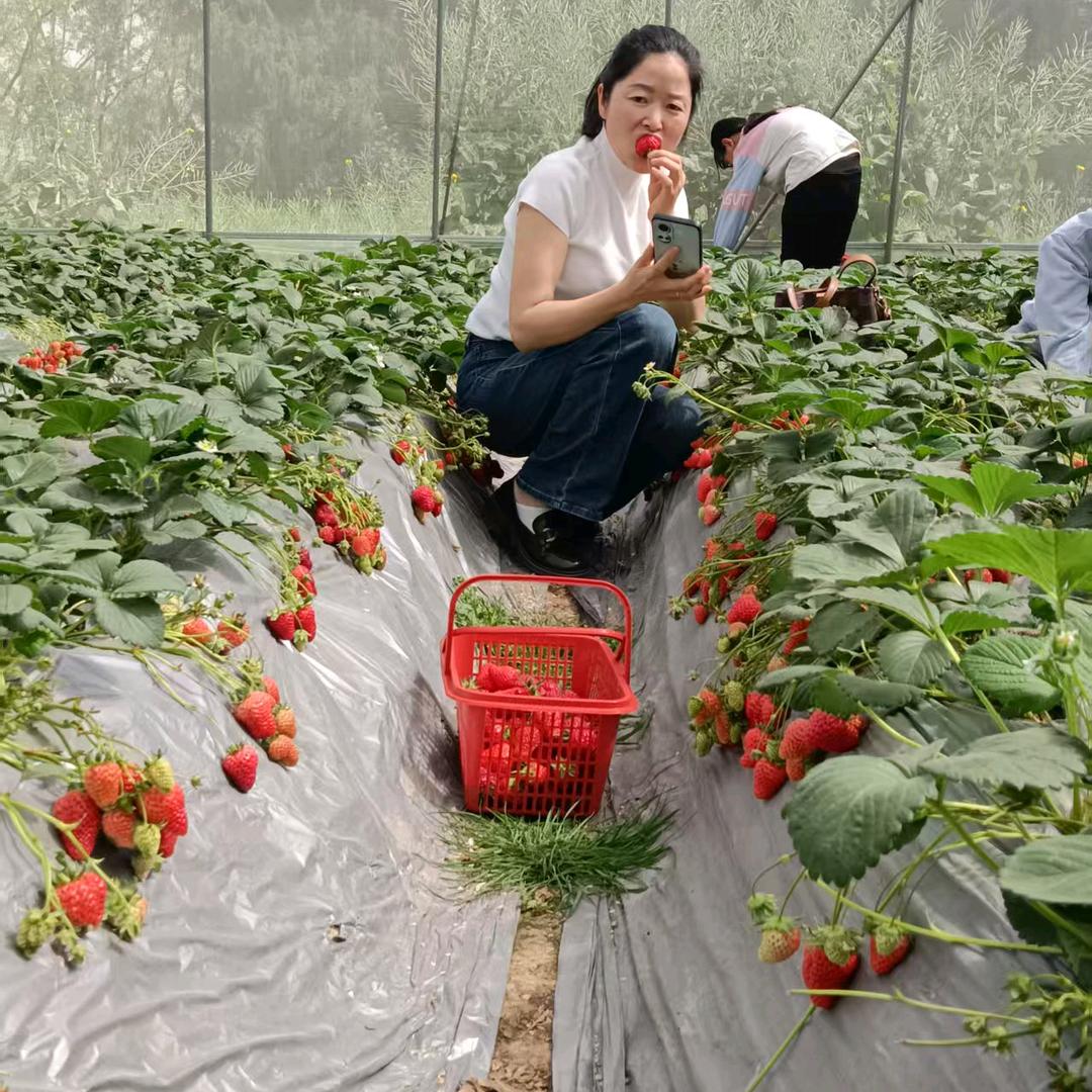 茉莉花