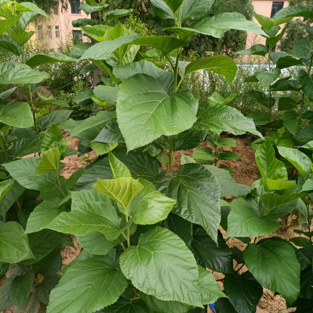 蛋白菊饺子（吊带）3