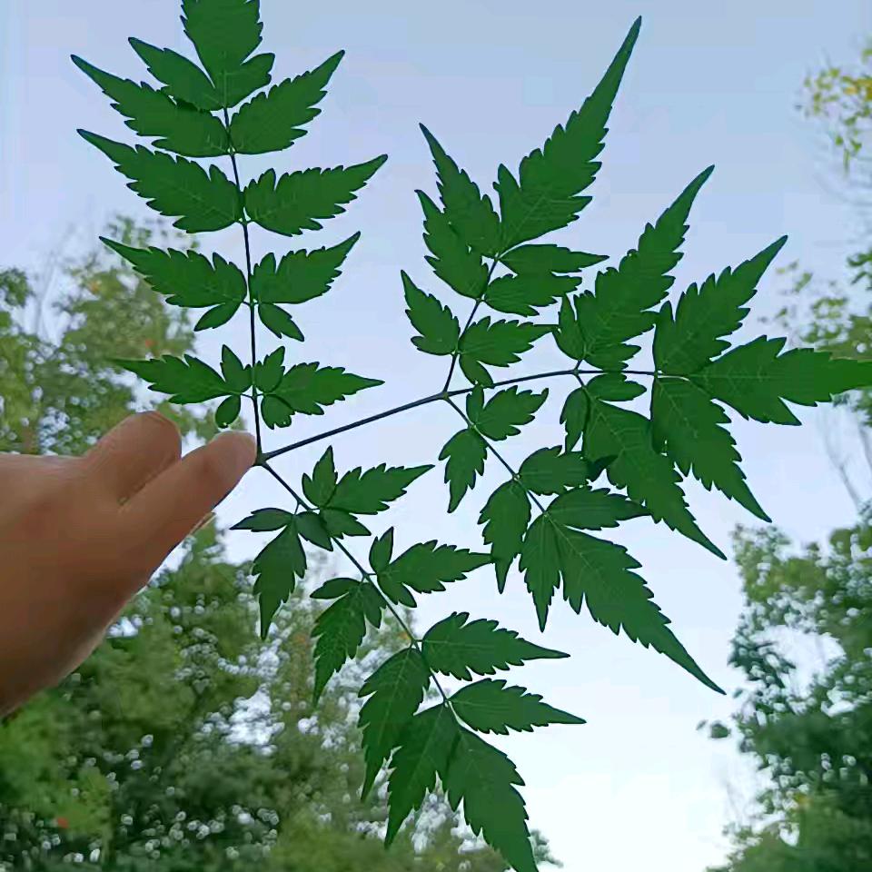 雷     振