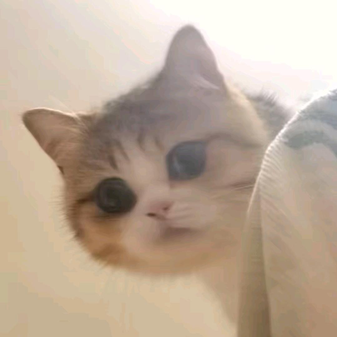 呆呆熊ᰔᩚ（见过泫雅版）