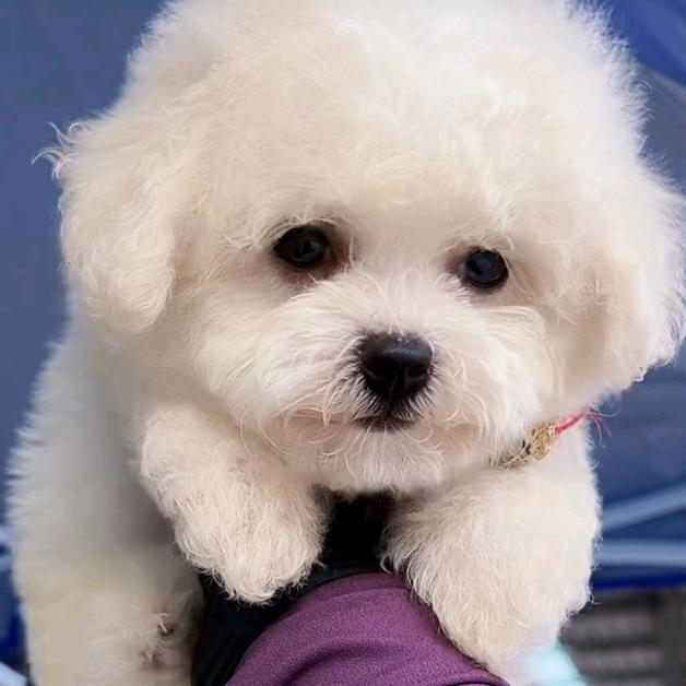 个个比熊泰迪犬舍