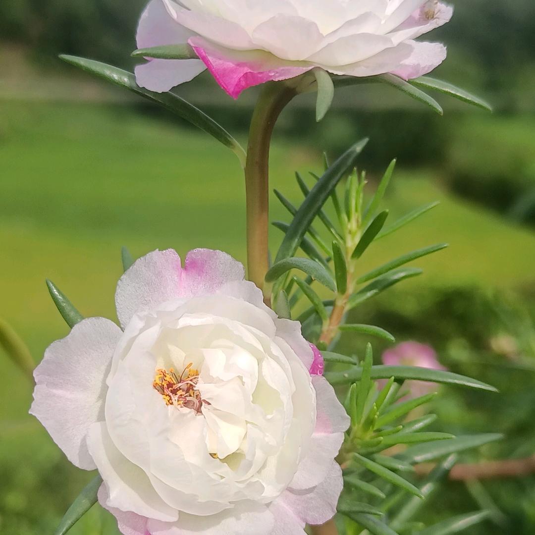 初心.（橱窗好物分享）