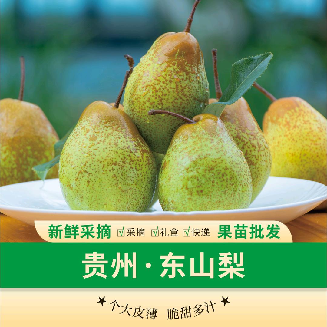 贵州东山梨🍐果园