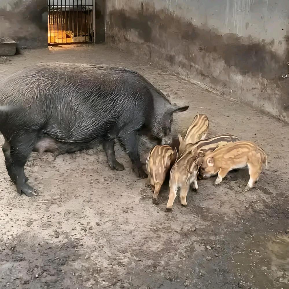 专业二代杂交花猪养殖