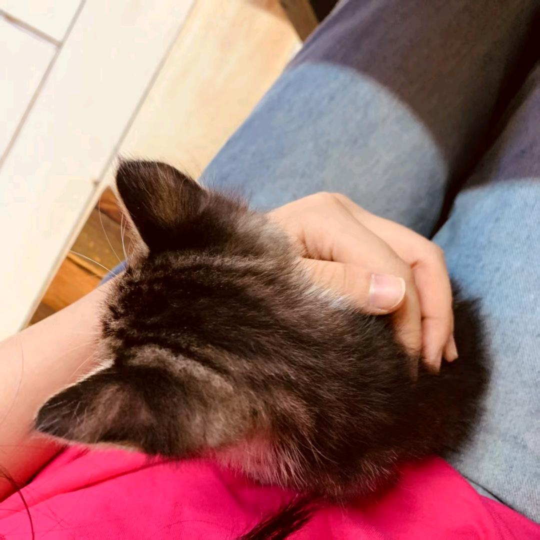 慵懒的杨