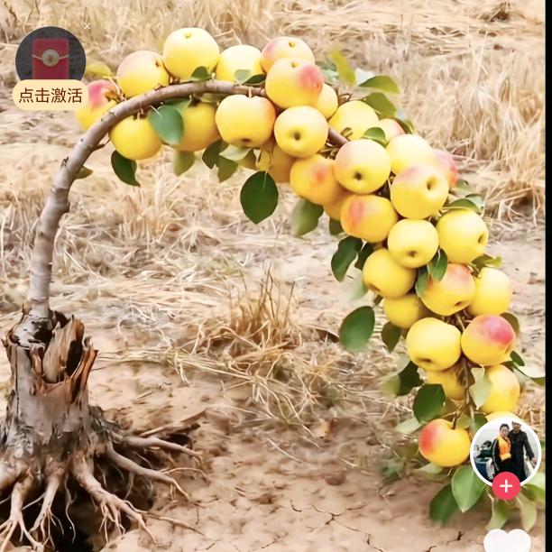 会说话的香烟