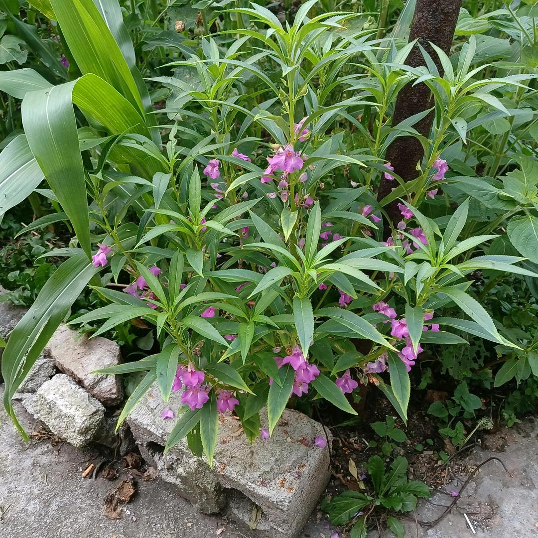 马各骆