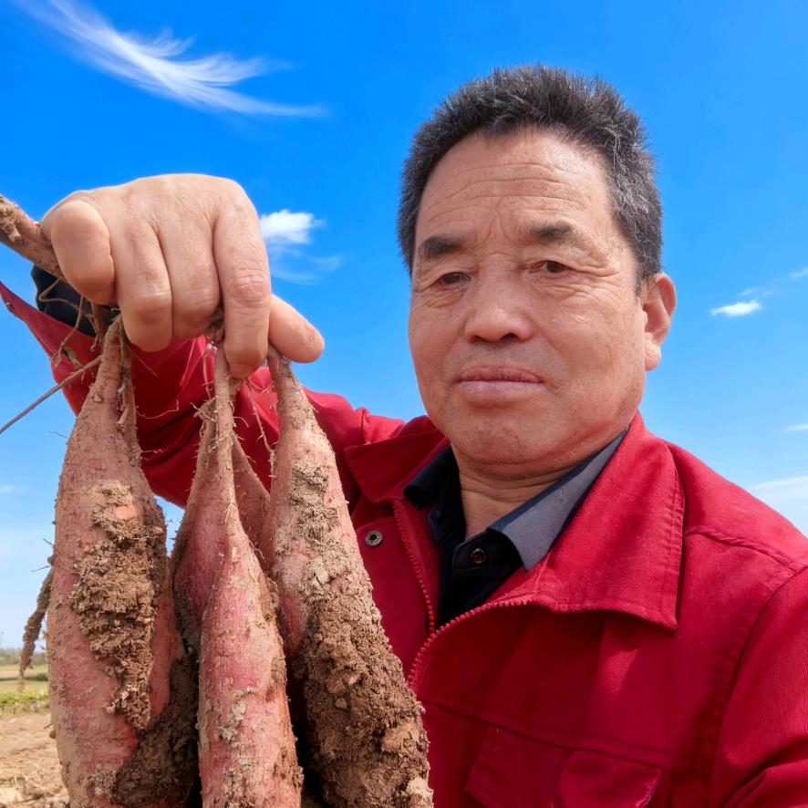 红薯忠哥（红动甘薯）