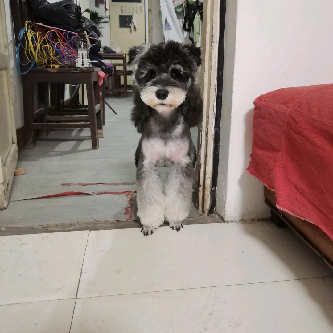 小十九的生活日常（雪纳瑞）