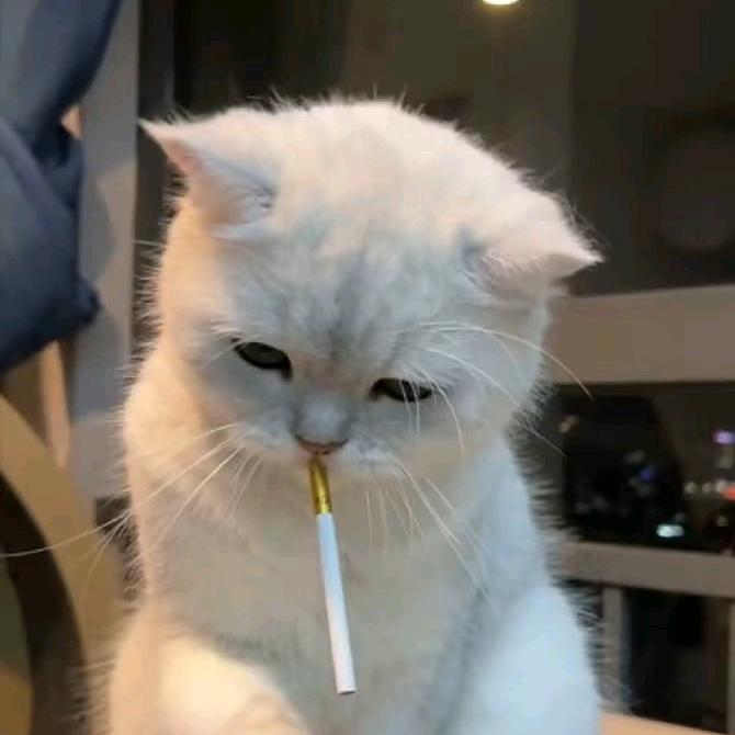 小狗说忘忘 ᵔᴥᵔ