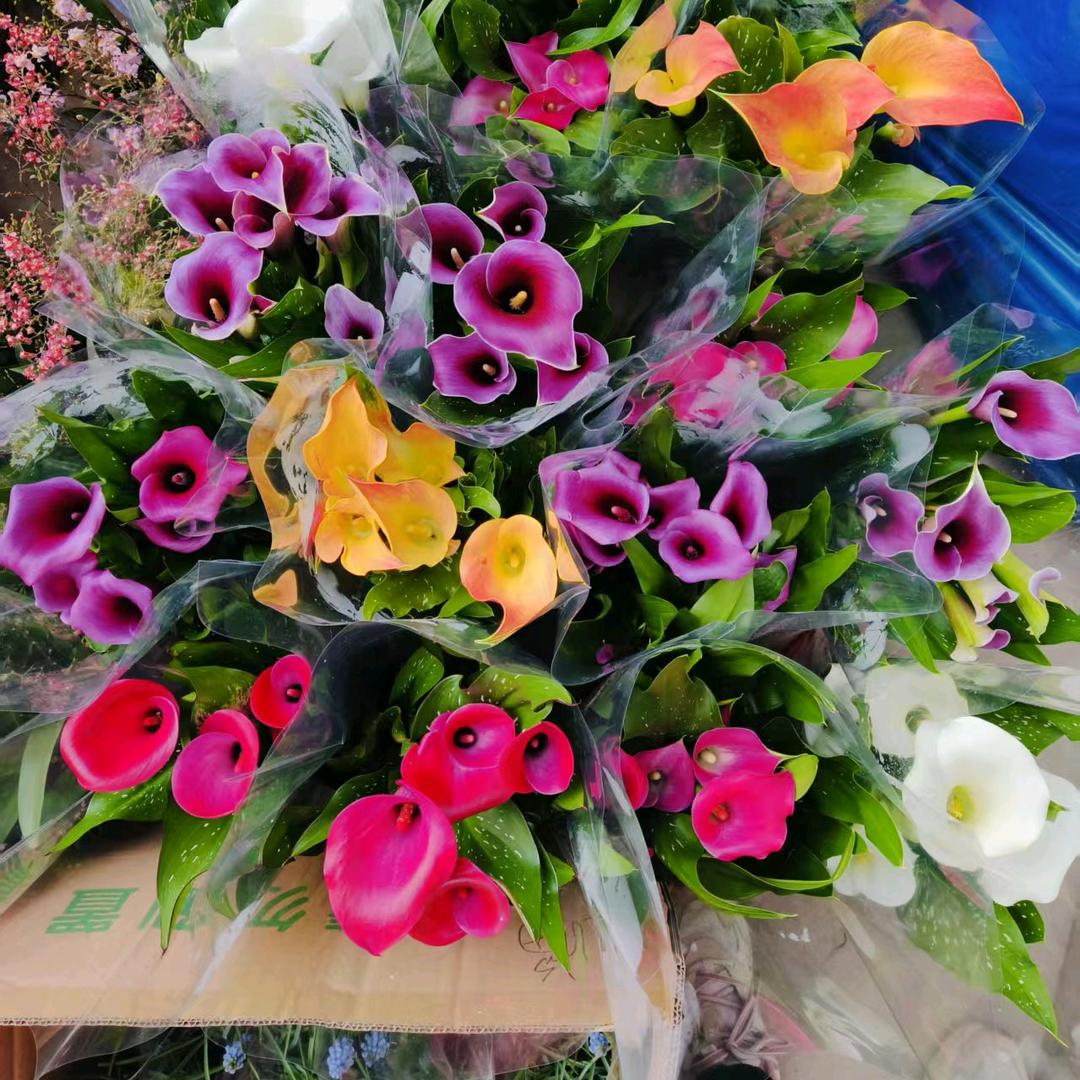 花卉大世界朵朵