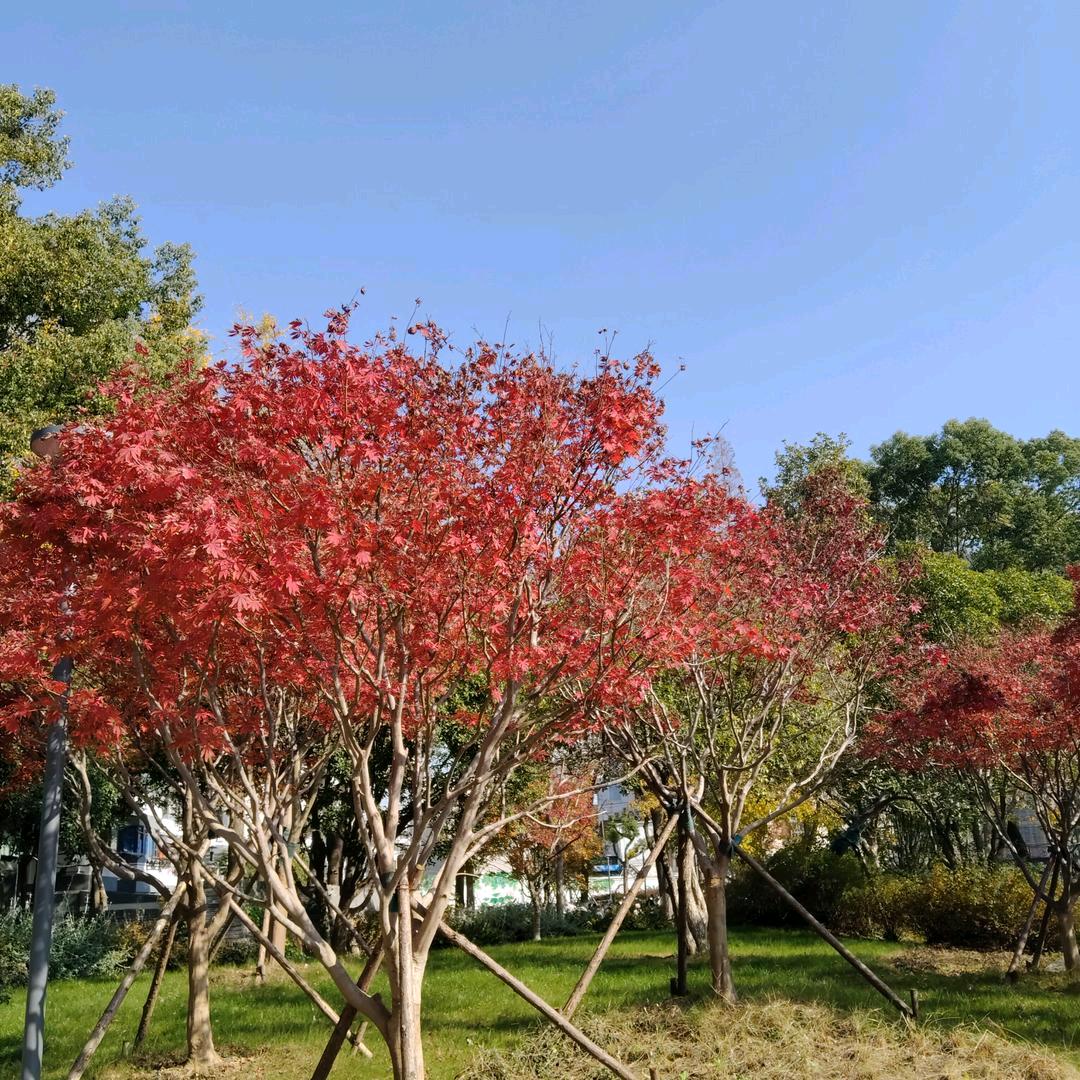 汪哥（老顽童）