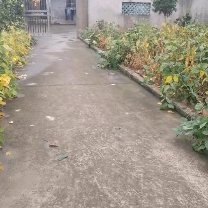 晚秋