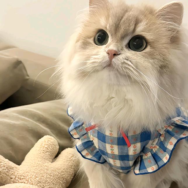 🐈