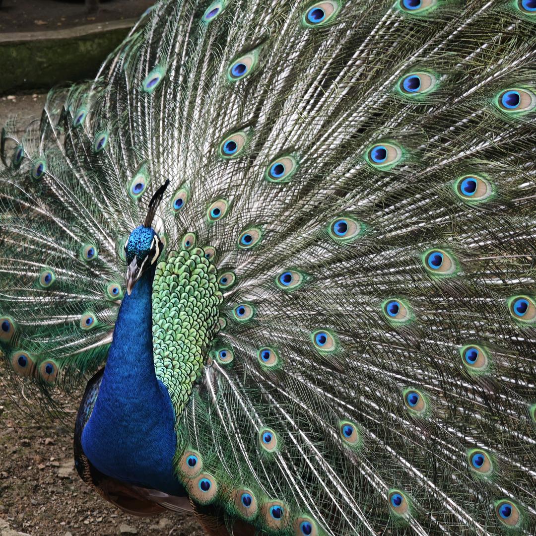 摩丽