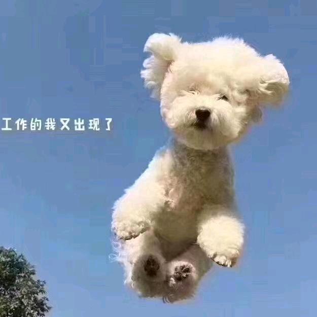 拾贰宠物