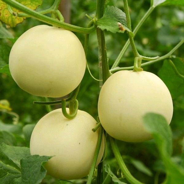 乐太农产品销售店