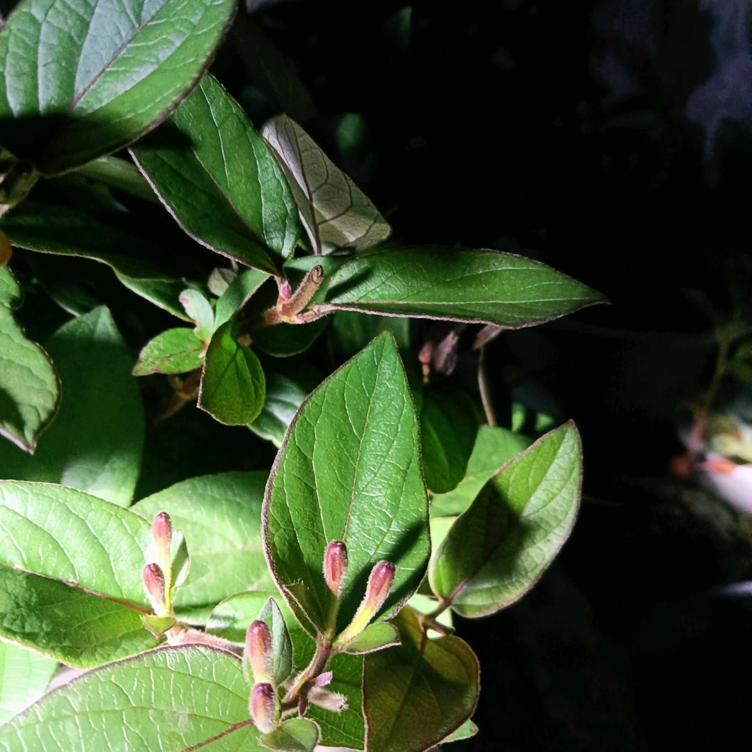 养植，种植是自己