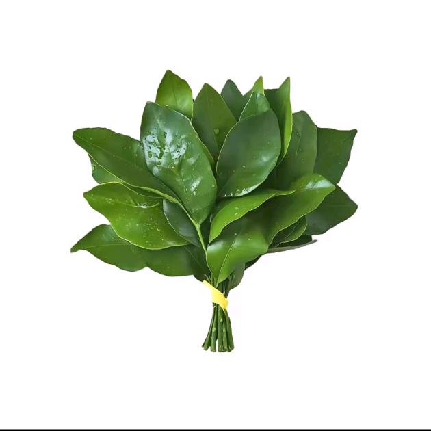 风止何安