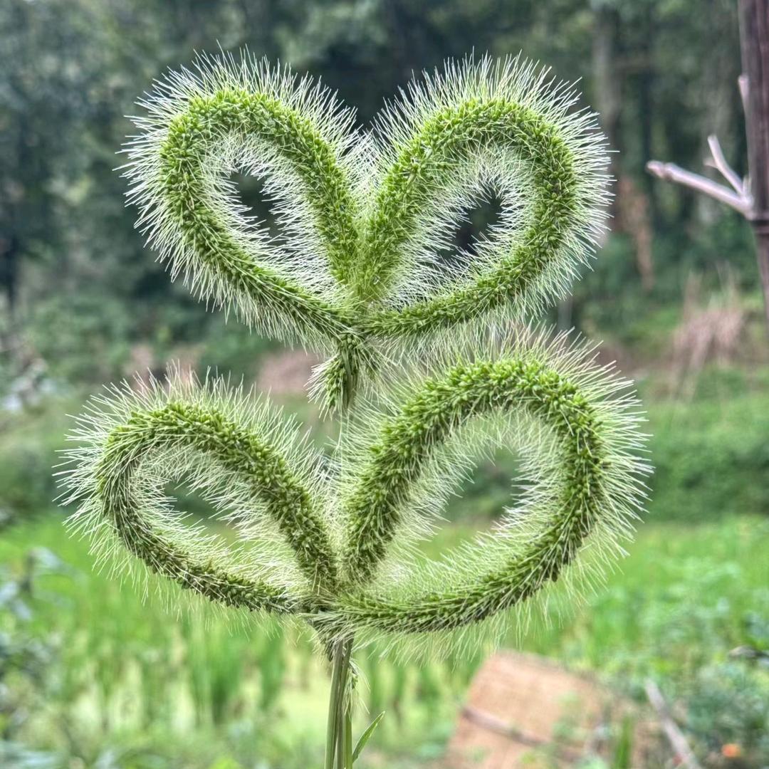 💞石力&不允许☘️