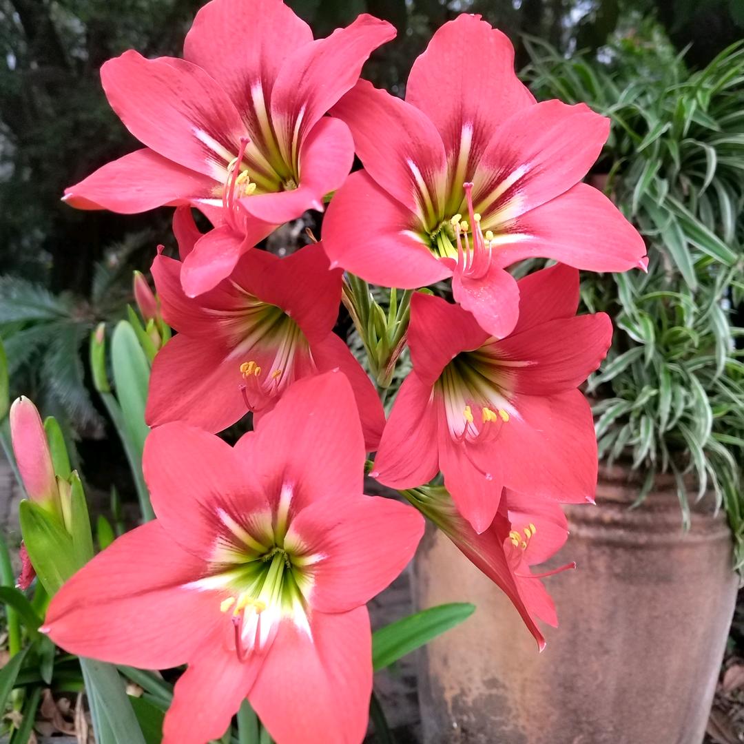 ꧁꫞立💞雪寒梅꫞꧂