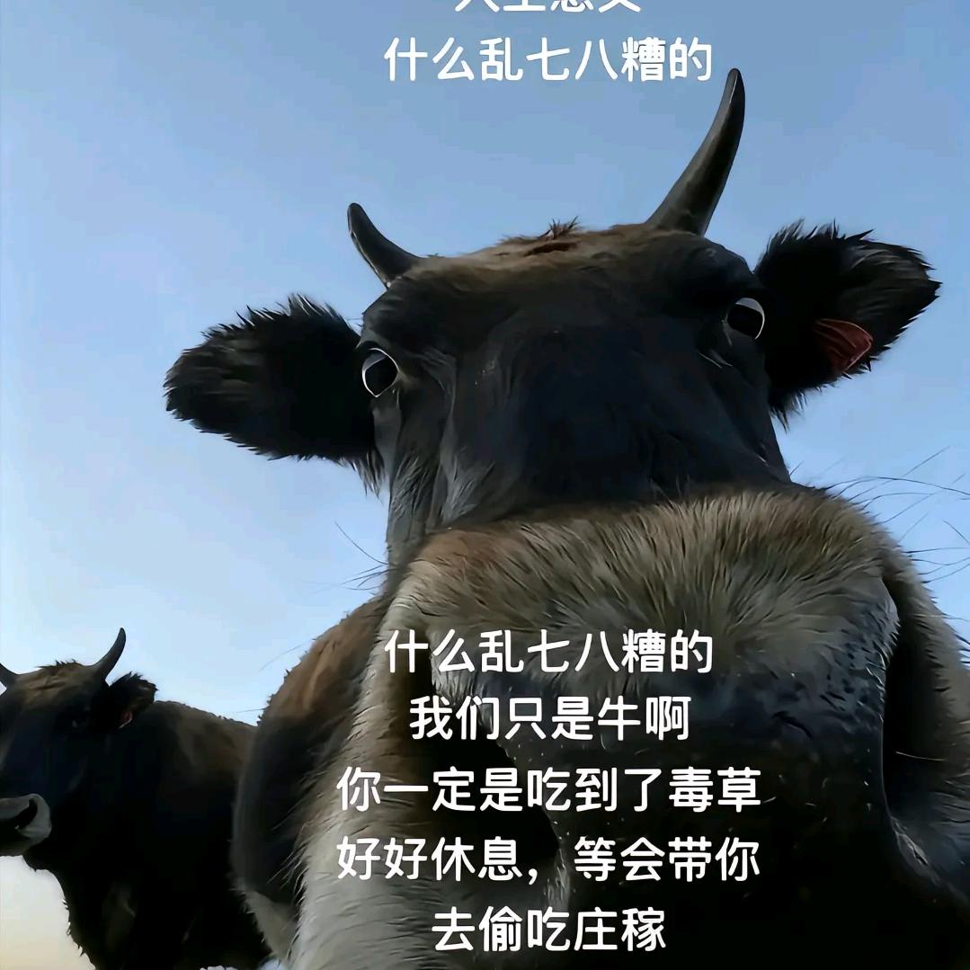 橙猫猫头像