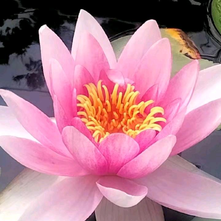 你是我的红颜知己